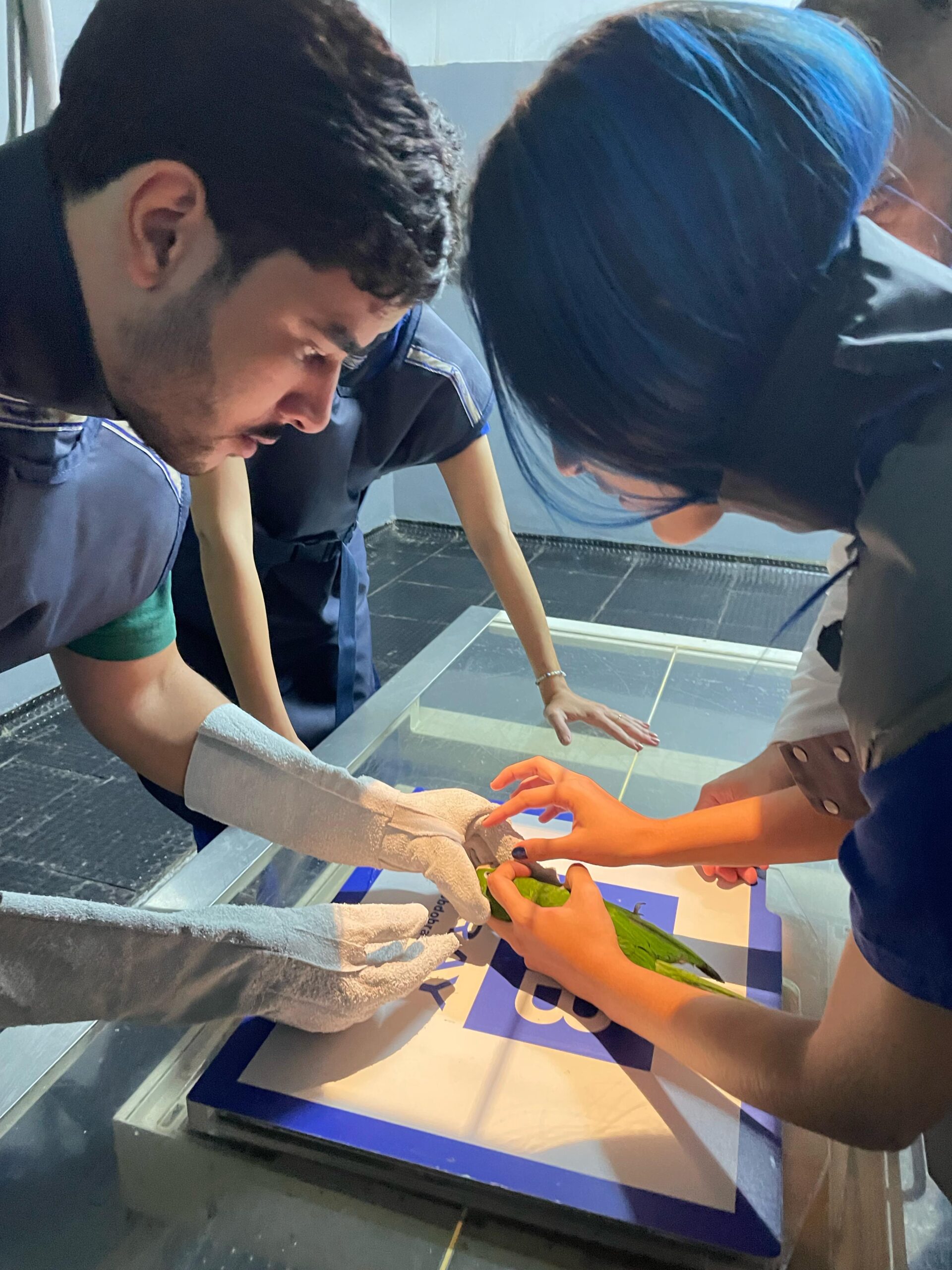 Hospital Veterinário