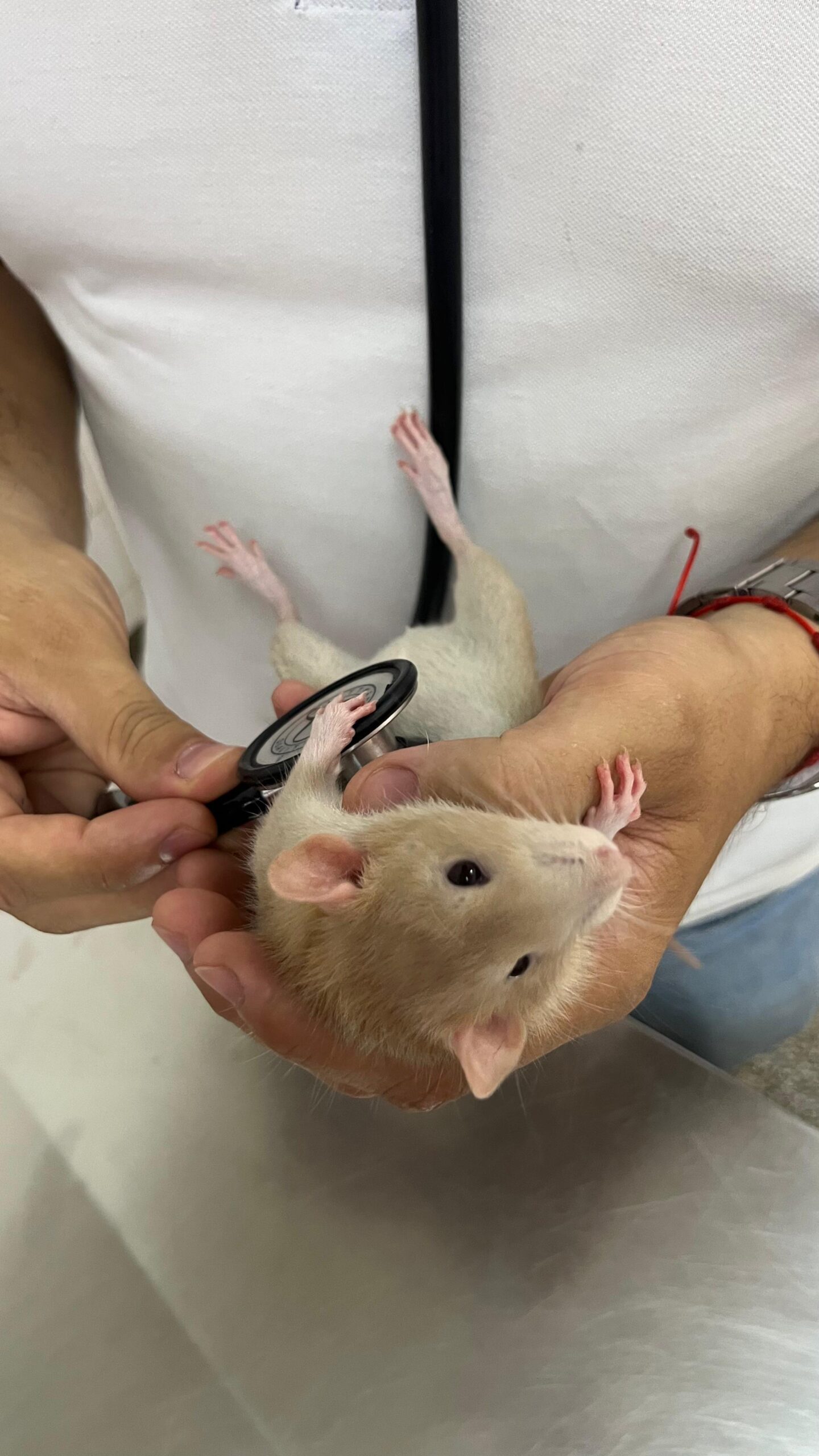 Hospital Veterinário