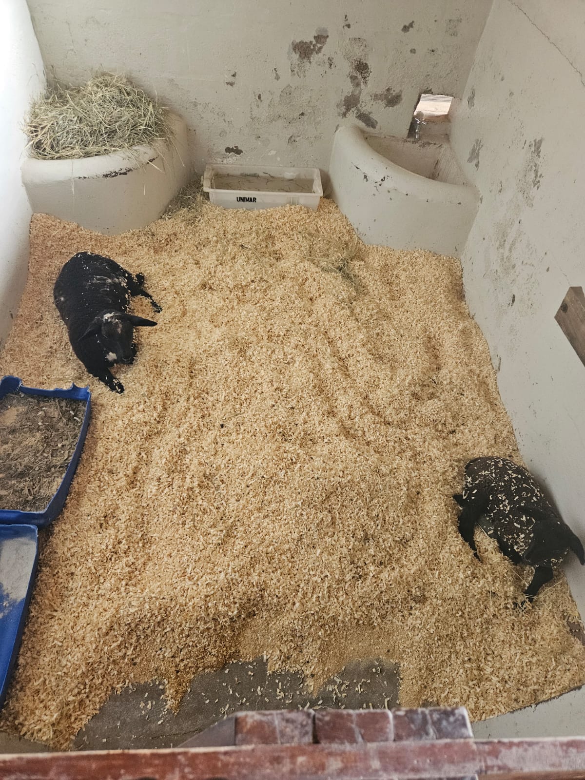 Hospital Veterinário