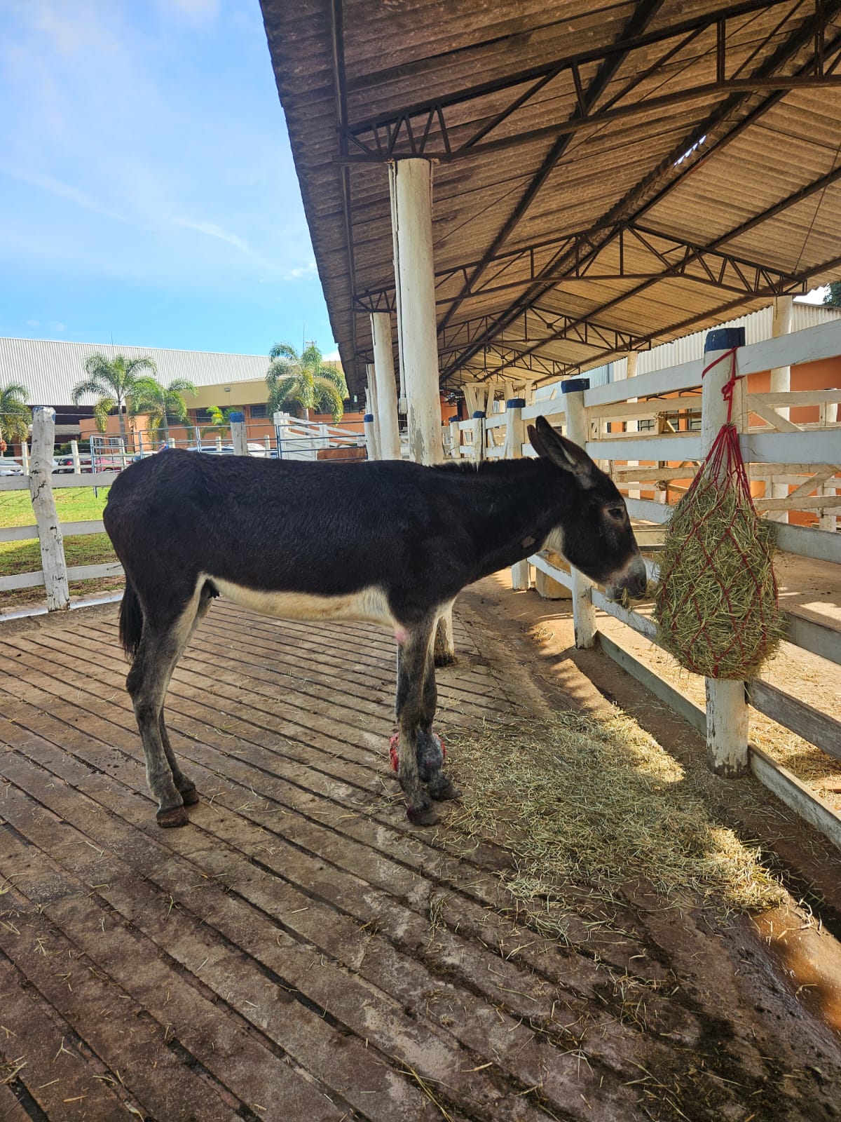 Hospital Veterinário