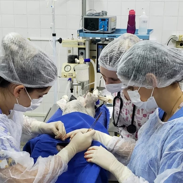 Hospital Veterinário