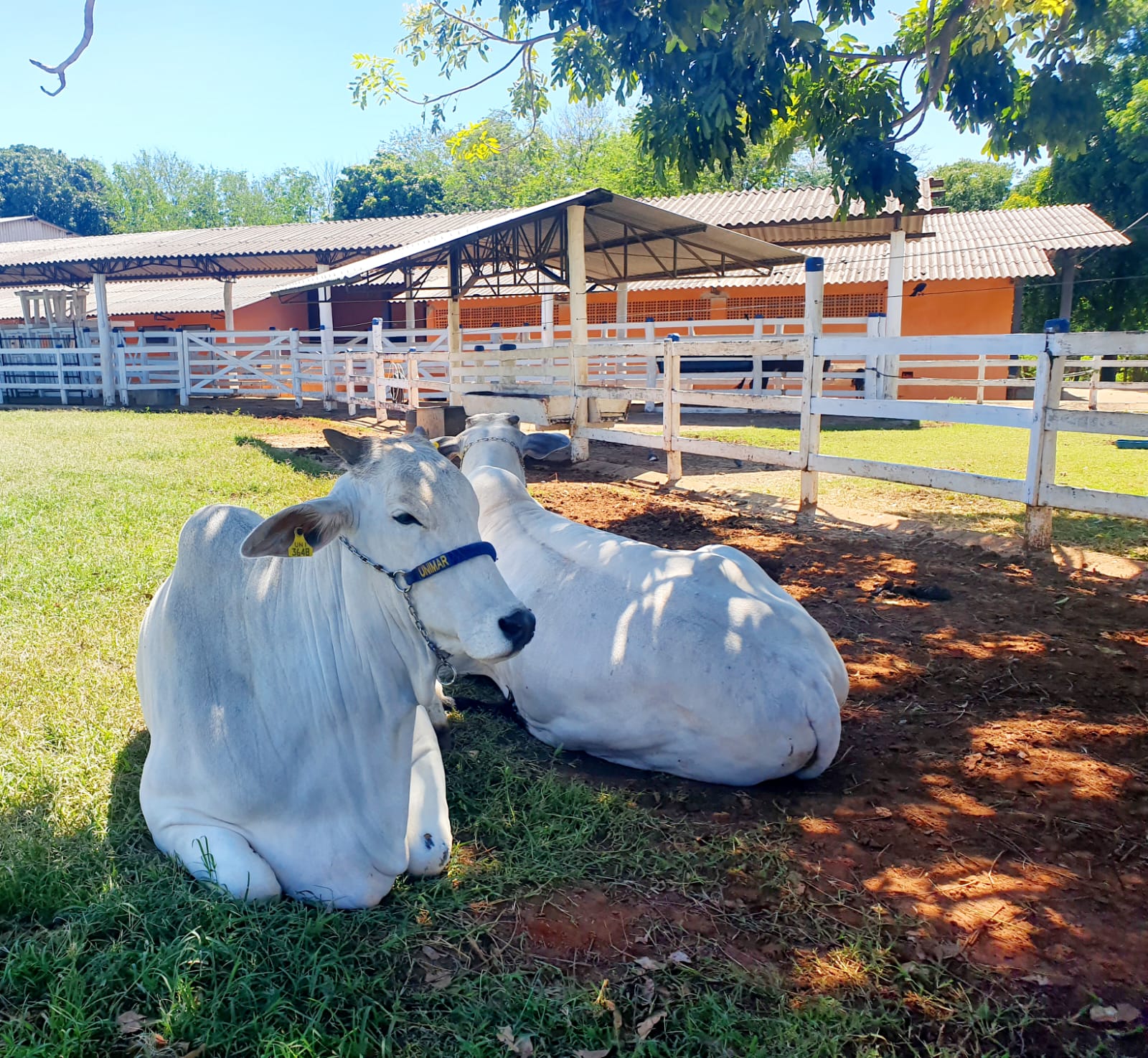 Hospital Veterinário